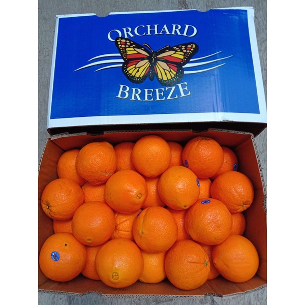 

Buah Sankis Navel Cara