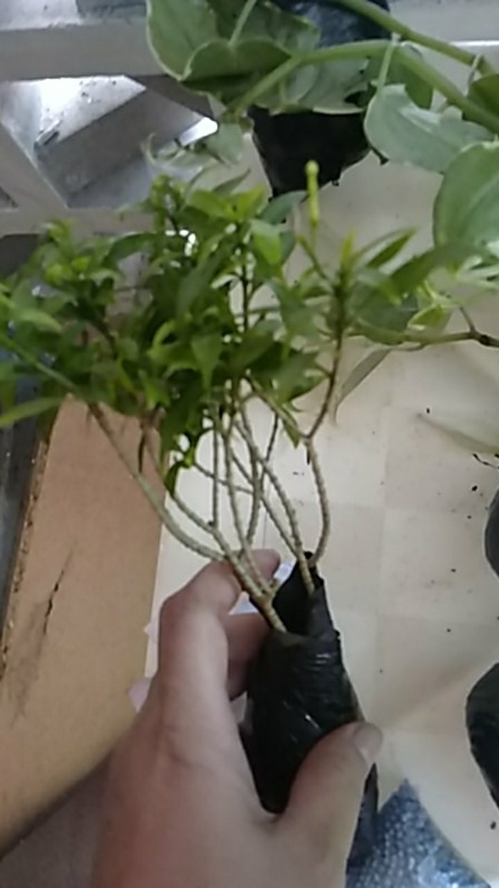 Bibit Tanaman Bunga Hias Rombusa Bunga  Putih