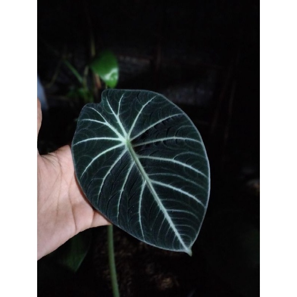 alocasia ninja ekonomis