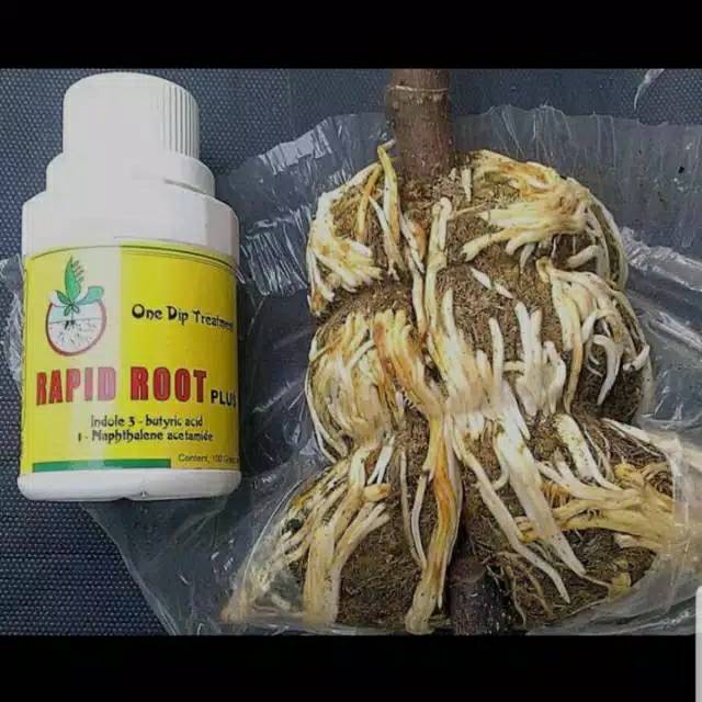 Rapid root 100g