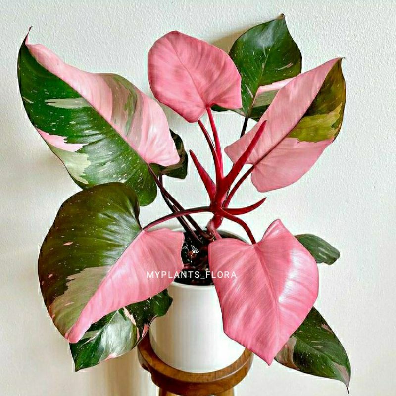 PROMO BIBIT BONGGOL PHILODENDRON PINK PRINCES (cod) PILO PING PRINCES