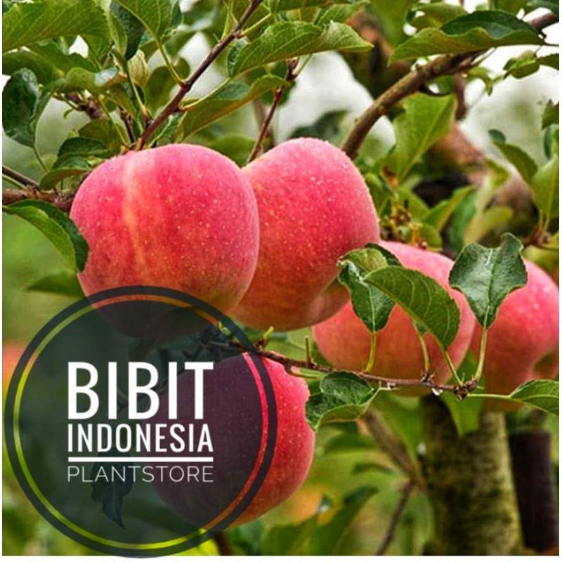 Bibit Buah apel merah