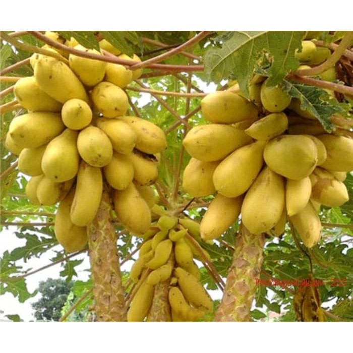 Benih / Biji Pepaya Gading / Pepaya Emas / Pepaya Golden Zene