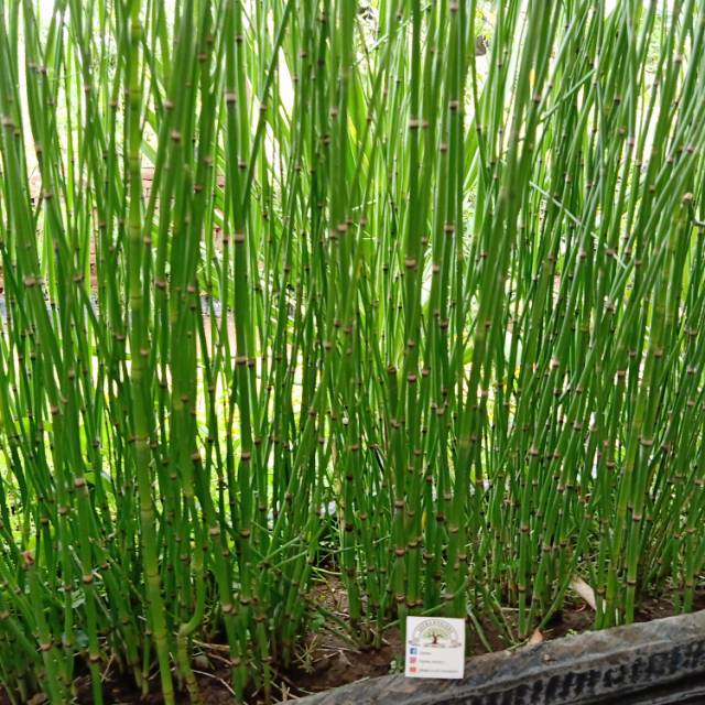 BAMBU  BUNGA BAMBU AIR.TANAMAN HIDUP.TANAMAN BAMBU AIR.TANAMAN HIDUP