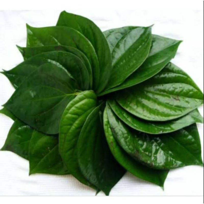 

DAUN SIRIH SEGAR PER IKET