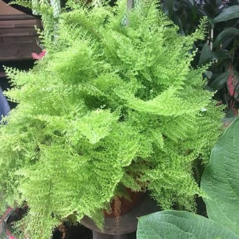 Tanaman hias gantung Pakis Embun/ Bibit Pakis Embun Bunga Pakis Embun