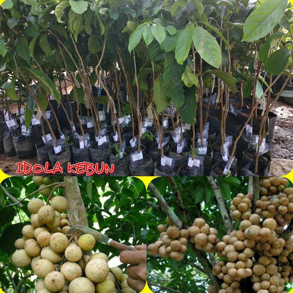 Asli Bibit Buah Duku Super Palembang @_@