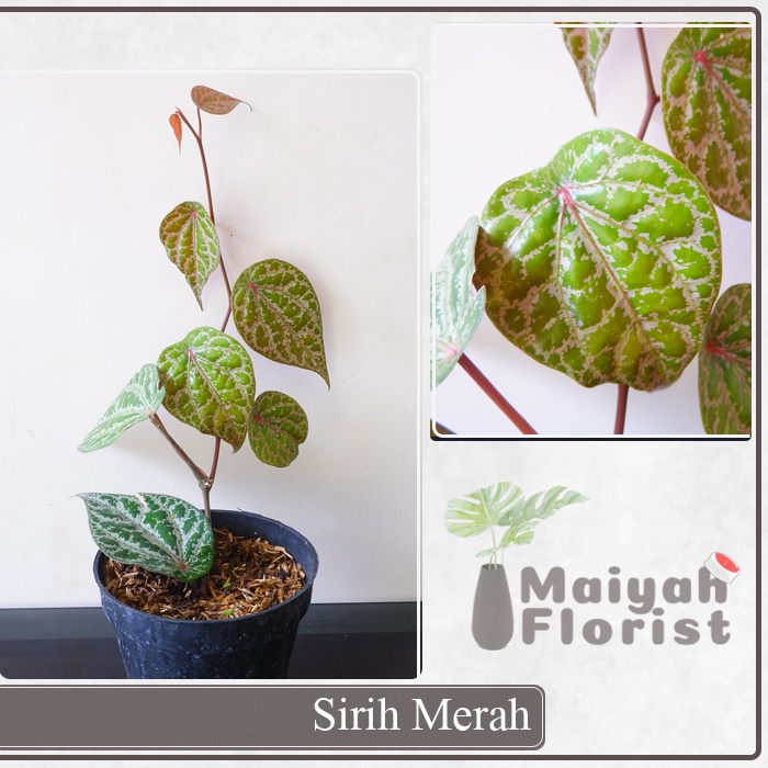 Sirih Merah - Tanaman Hias