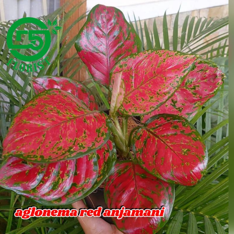 Aglonema red anjamani 10-12 daun Red anjamani Aglonema red anjamani jumbo  Aglonema murah Tanaman hi