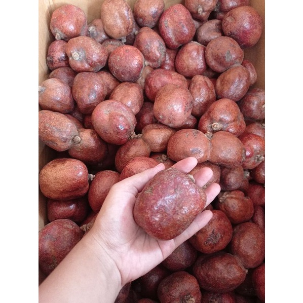 

Buah/Zuriyat/Promil 1 kg Zuriat/Mesir