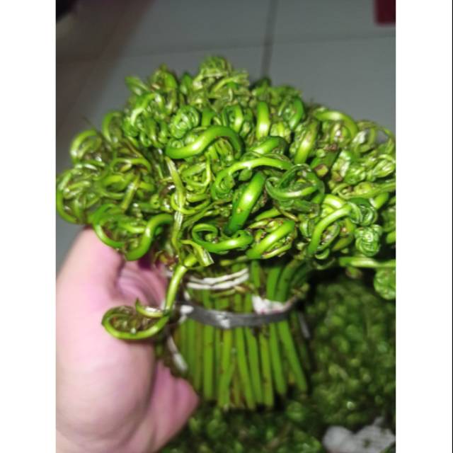 PAKIS / SAYUR PAKIS / SAYUR PAKU / PAKIS KALIMANTAN / PAKIS PONTIANAK / SAYUR PAKIS HIJAU