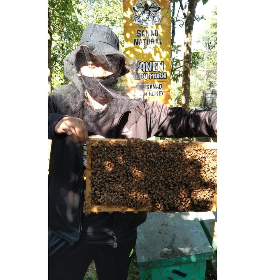 

L@ngsungS Pros3s.[COD]Madu sarang asli 500 gram sarang madu asli murah grosir honeycomb melifera ori