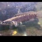 blue pulcra 12-13 cm yelow spot mantul