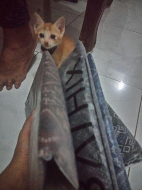 Predz_id 6482 Kemeja Batik Slimfit Pria Lengan Pendek