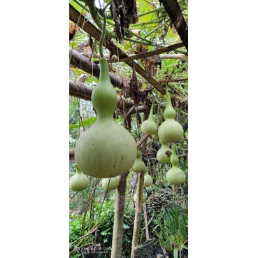 BENIH/BIBIT LABU BOTOL