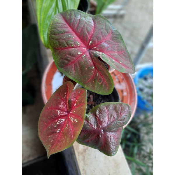 caladium red devil