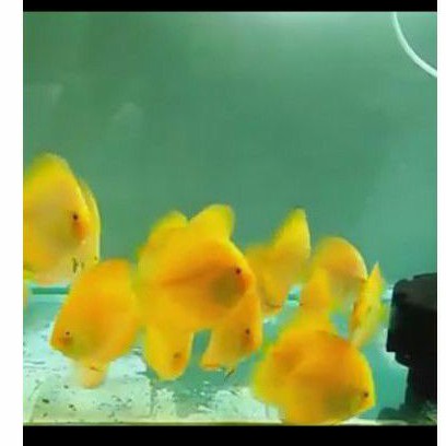 

discus golden yellow / ikan hias / aquasqape