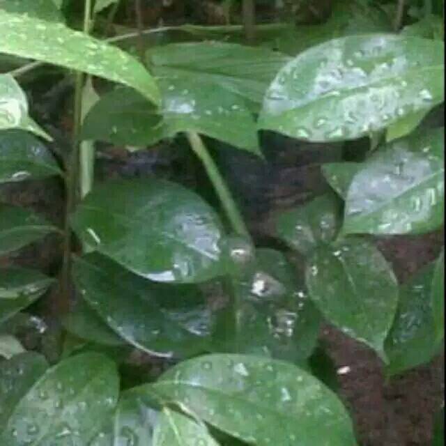 

Daun sirsak segar