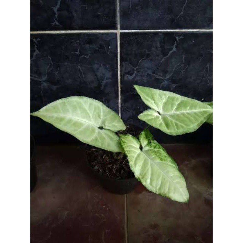 Keladi Putih Tanaman Hias Keladi Putih Mini Keladi Putih Kecli Keladi Putih Syingonium