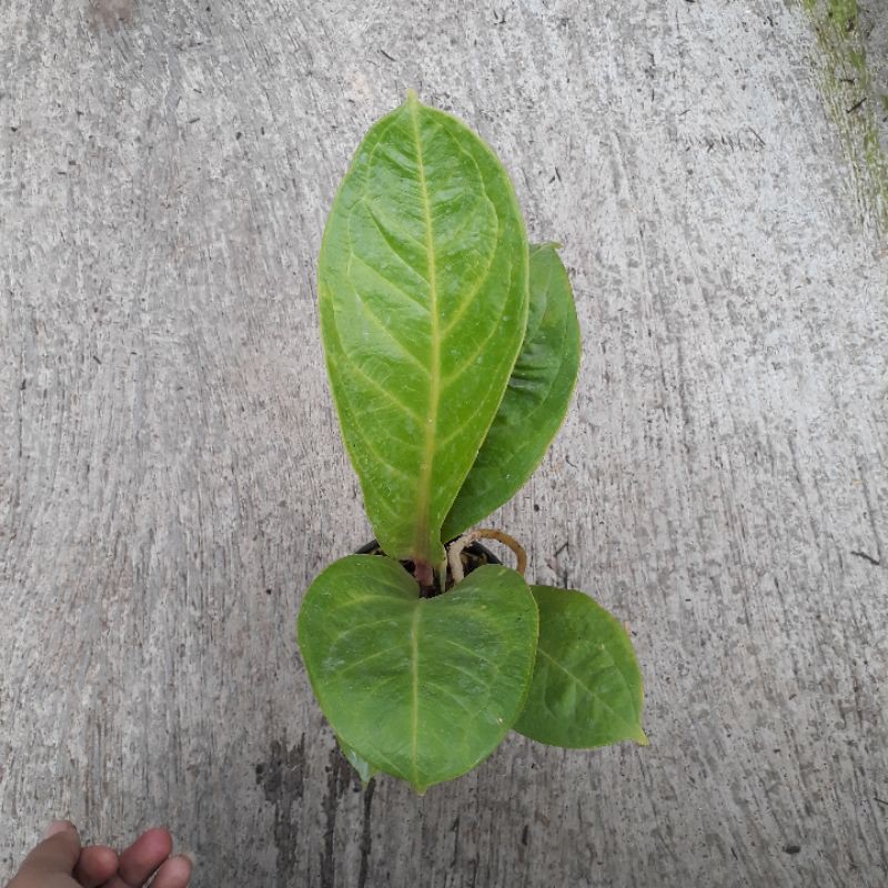 Jemani Cobra Varigata 4