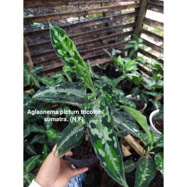 Aglaonema pictum tricolor
