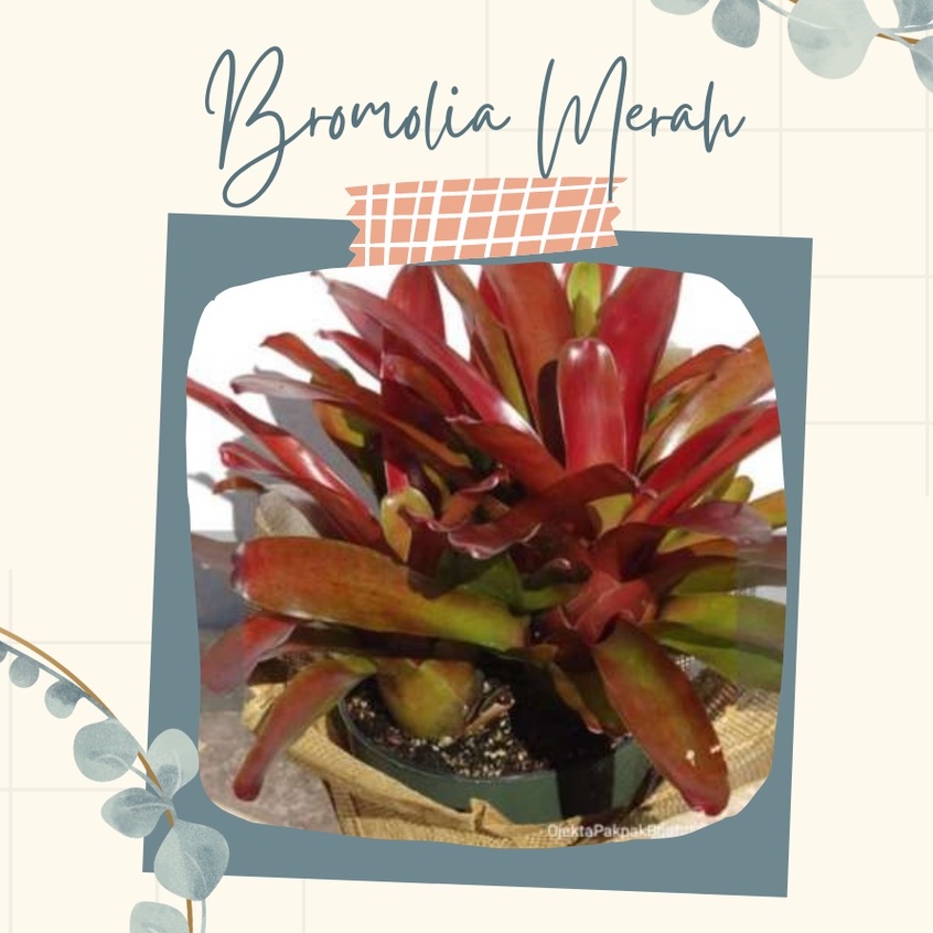 Bromolia Merah Tanaman Hias Bromolia Merah Bunga Bromolia Merah