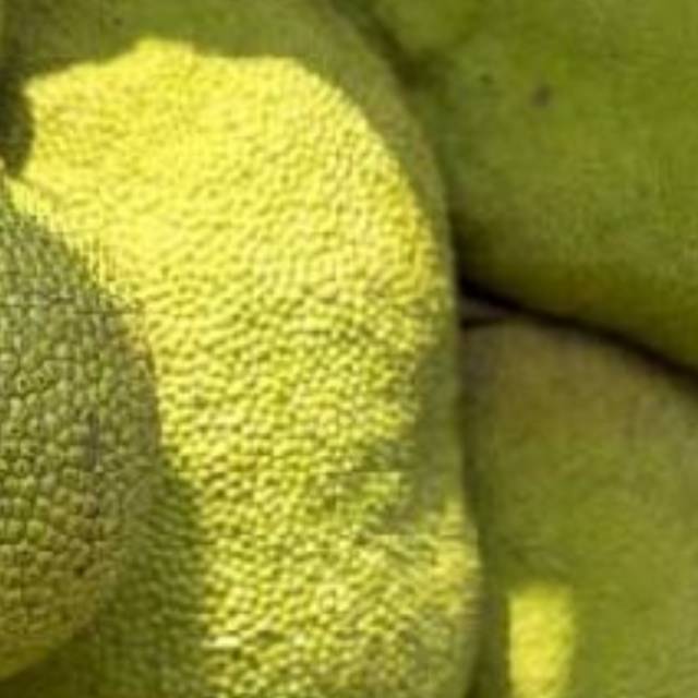 

Jual buah nangka muda pres
