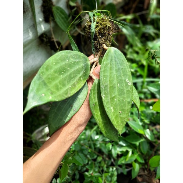 hoya macrophylla