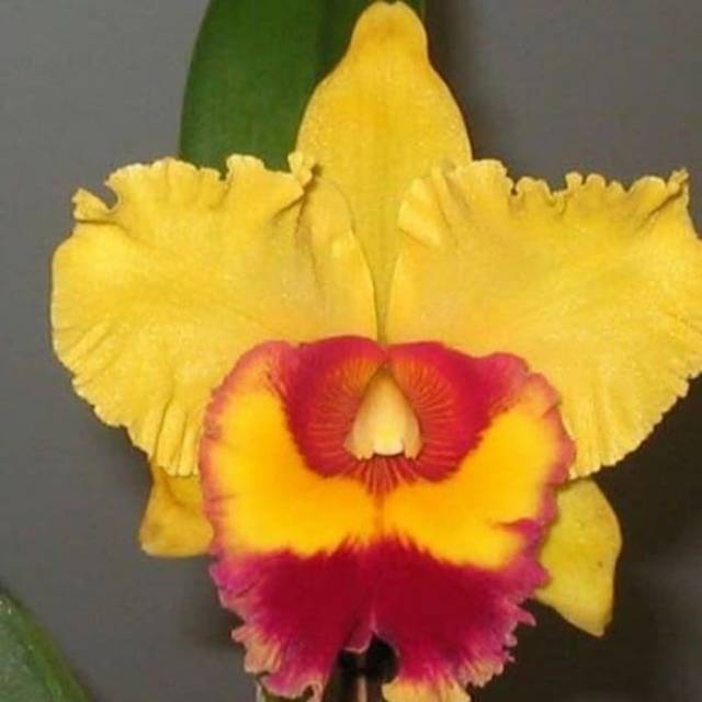 Anggrek cattleya Remaja