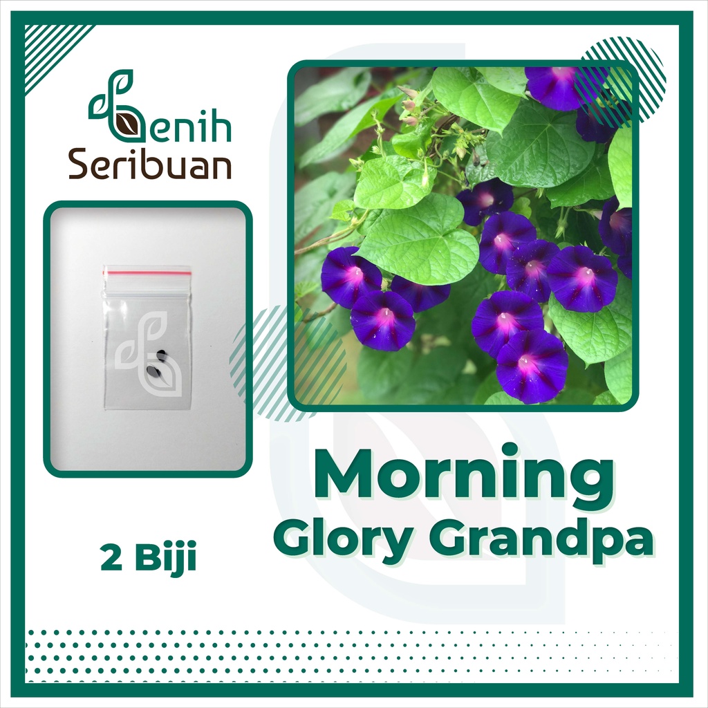 BS-BYL Bibit Bunga Benih Tanaman Bunga Hias Matahari Mawar Aster Vinca Krisan Telang Sunflower Krokot Lavender Marigold Zinnia-MORNING GLORY