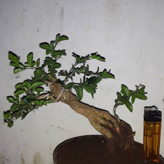 Bonsai Jeruk Contoh Bonsai