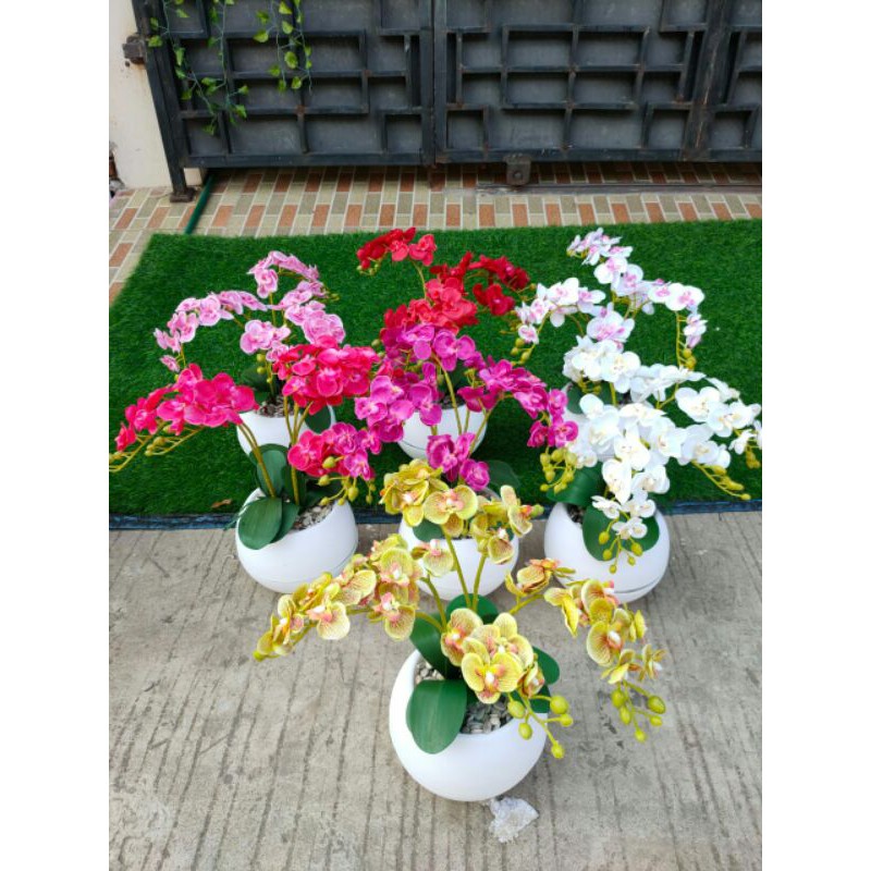 Anggrek mini pot bola jumbo