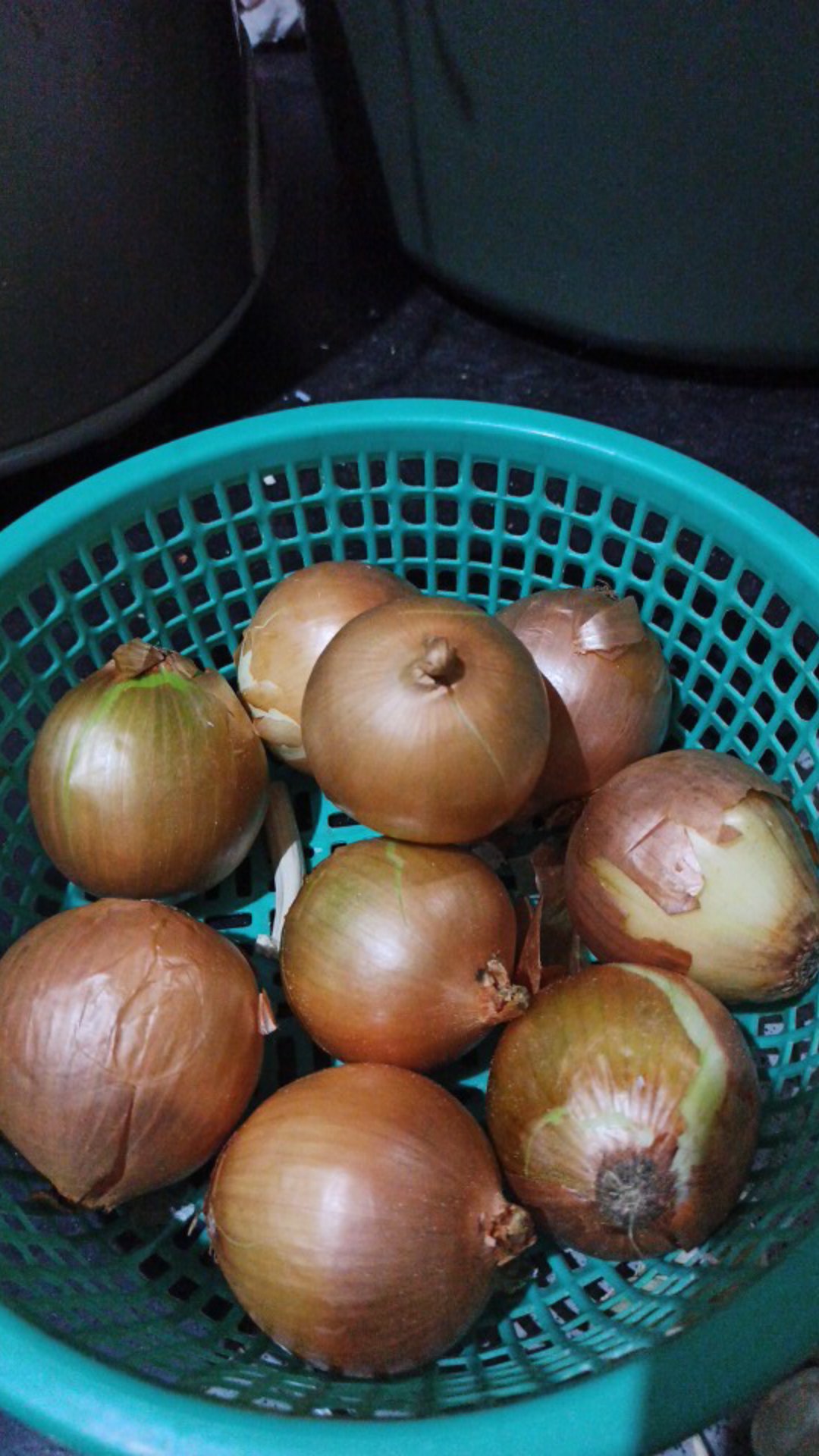 Bawang Bombay 1kg Import Newzealand Termurah