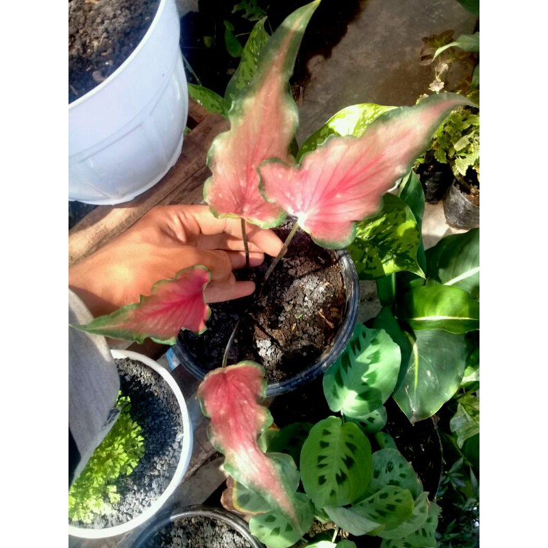 Keladi keris/ caladium