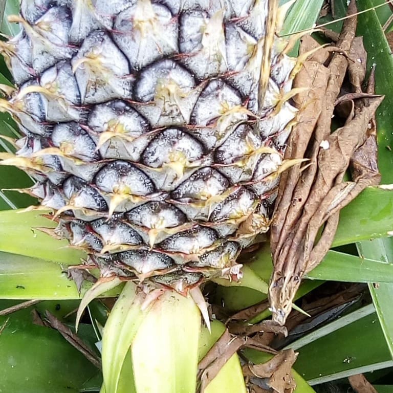 

BUAH NANAS MUDA/NANAS MENTAH