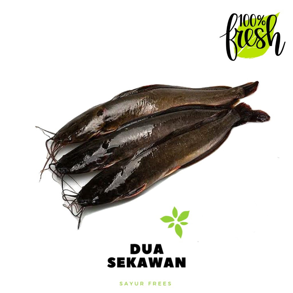 

Dua Sekawan | ikan lele segar 500 gr