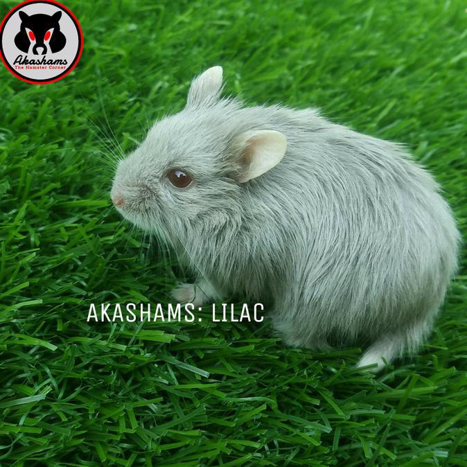 Hamster Campbell Lilac (Gosend)