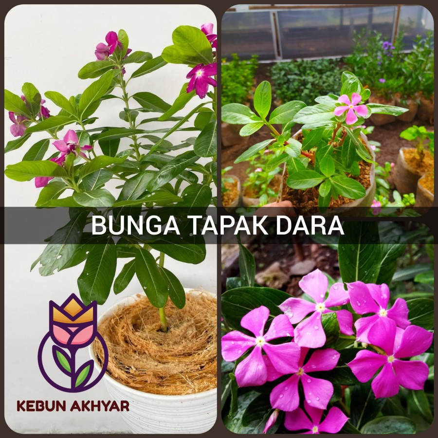 Tanamn Bunga Tapak Dara Bibit Hias Bunga Vinca