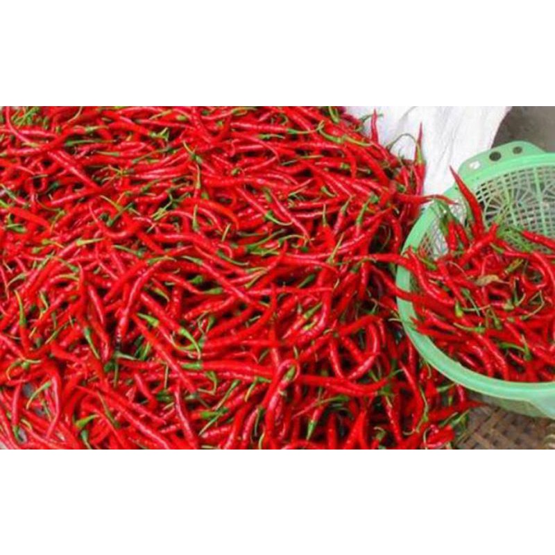 

cabe merah 1kg bersih dan kualitas terbaik