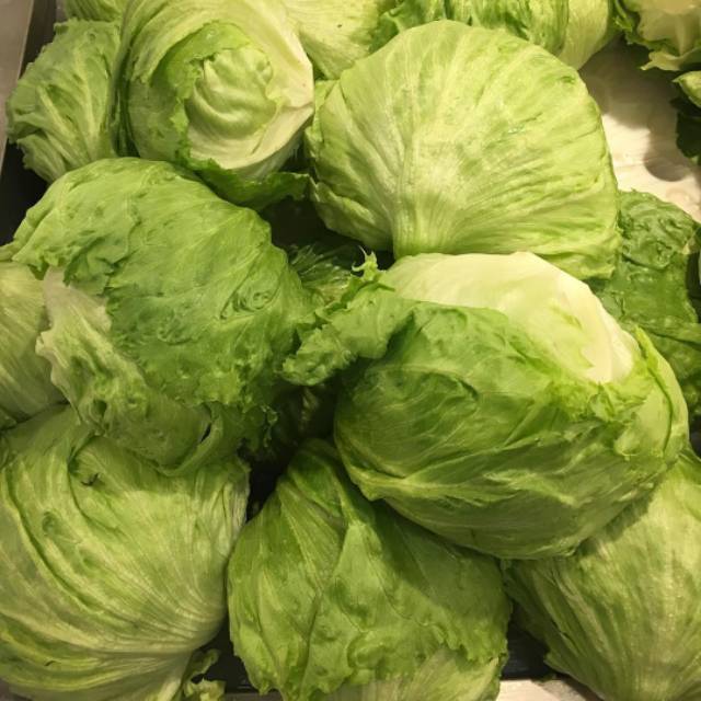 150 Biji - Benih Selada LETUS ICEBERG (Selada Kepala), selada kebab