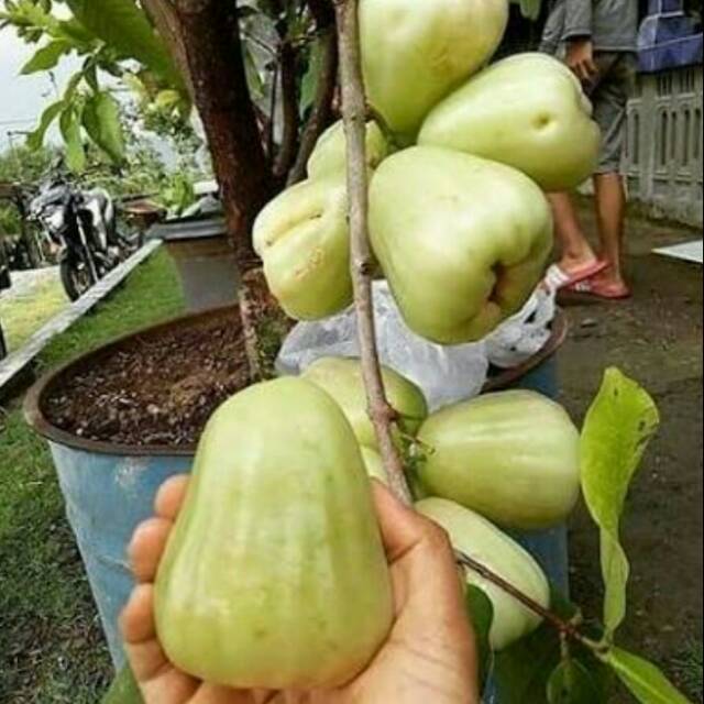 Bibit Jambu Air Madu Deli Manis Jumbo Tebal Tanpa Biji.
