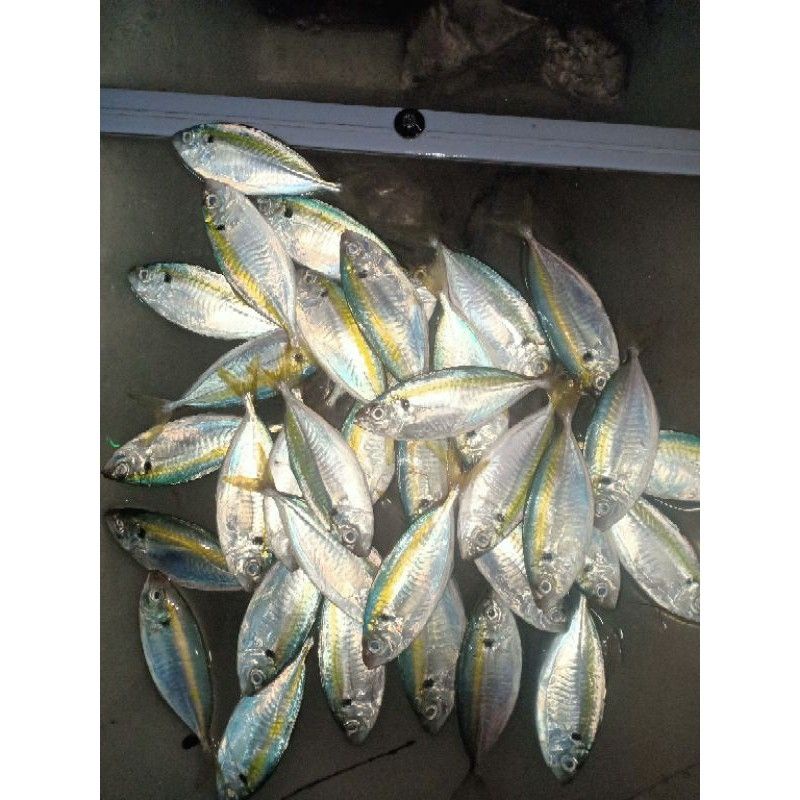 

ikan selar harian (bukan frozen) beli ikan 5 kg bonus 1 kg ikan