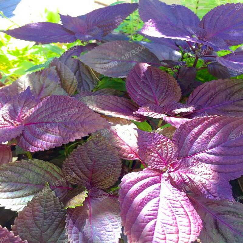 Benih-Bibit Shiso Perilla Purple/Merah (Haira Seed)