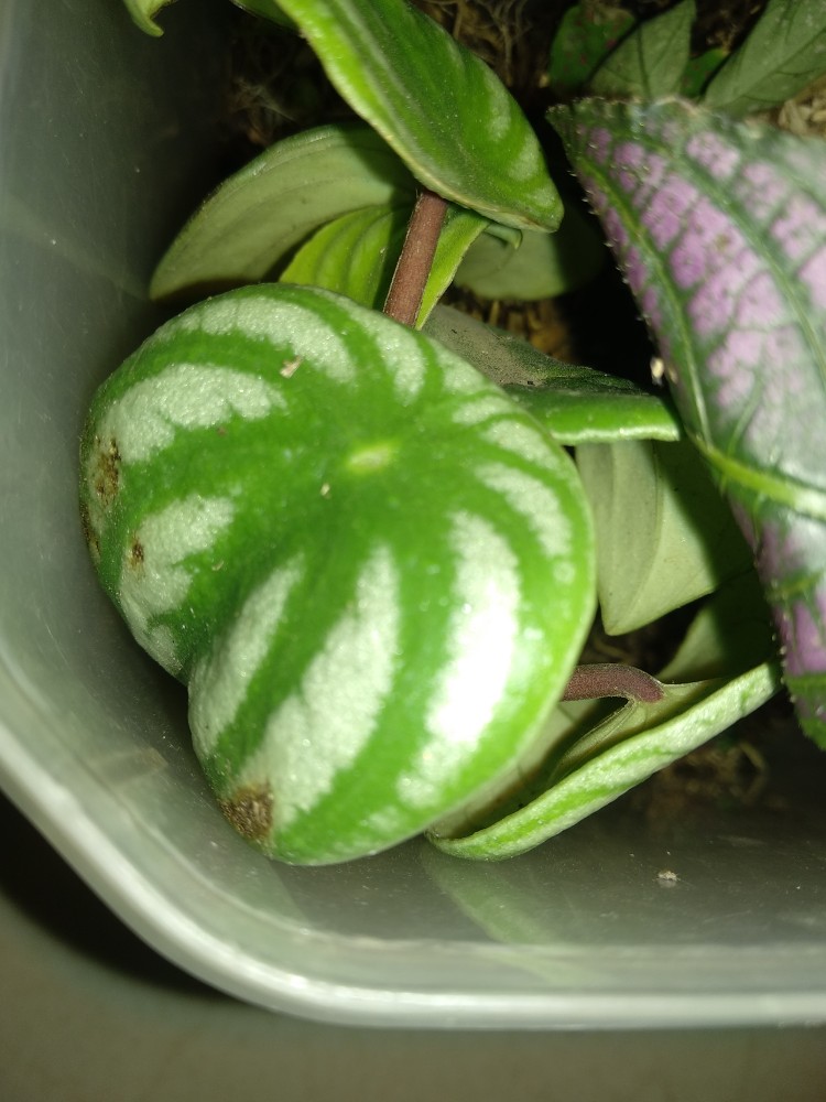 Tanaman Peperomia Semangka