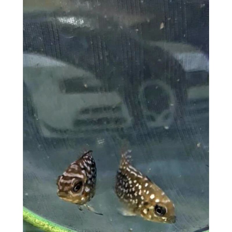 

ikan louhan kamfa f2