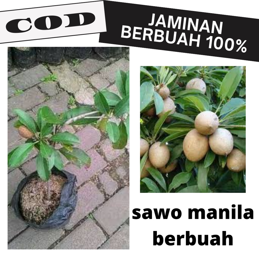 Bibit Buah Sawo Manila Sudah Berbuah Bibit Tanaman BUah Sawo Berbuah Bibit Sawo Okulasi Berbuah Tamb