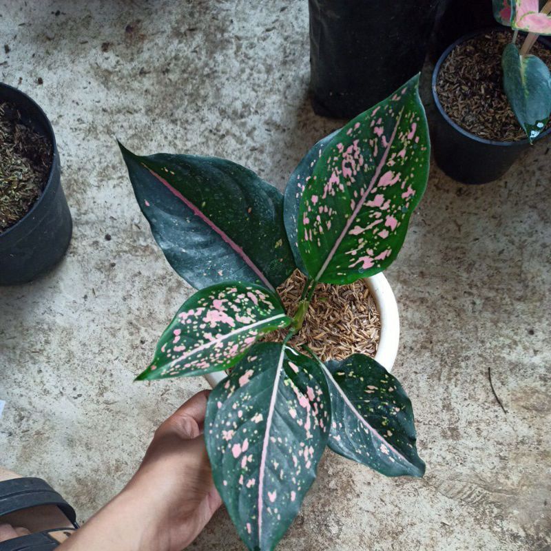 aglonema pink dalmation