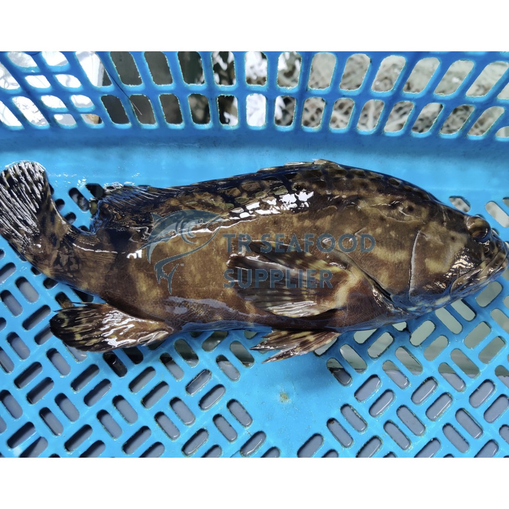 Kerapu Bunga / Cantang Live Ukuran 500-600 Gram Seafood (Hidup)