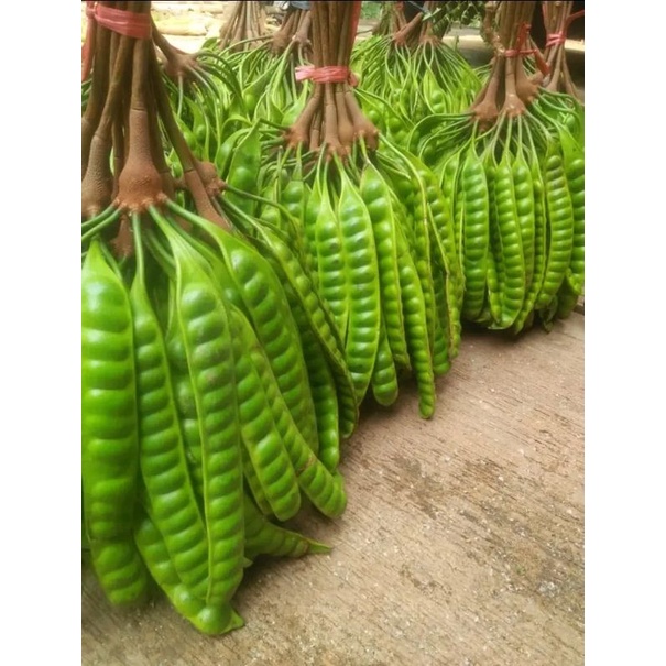 

BUAH PETE PER PAPAN/BUAH PETE PERBIJI MURAH