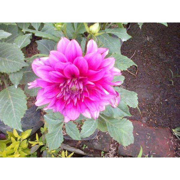 Paling Keren 28+ Gambar Pohon Bunga Dahlia - Gambar Bunga HD